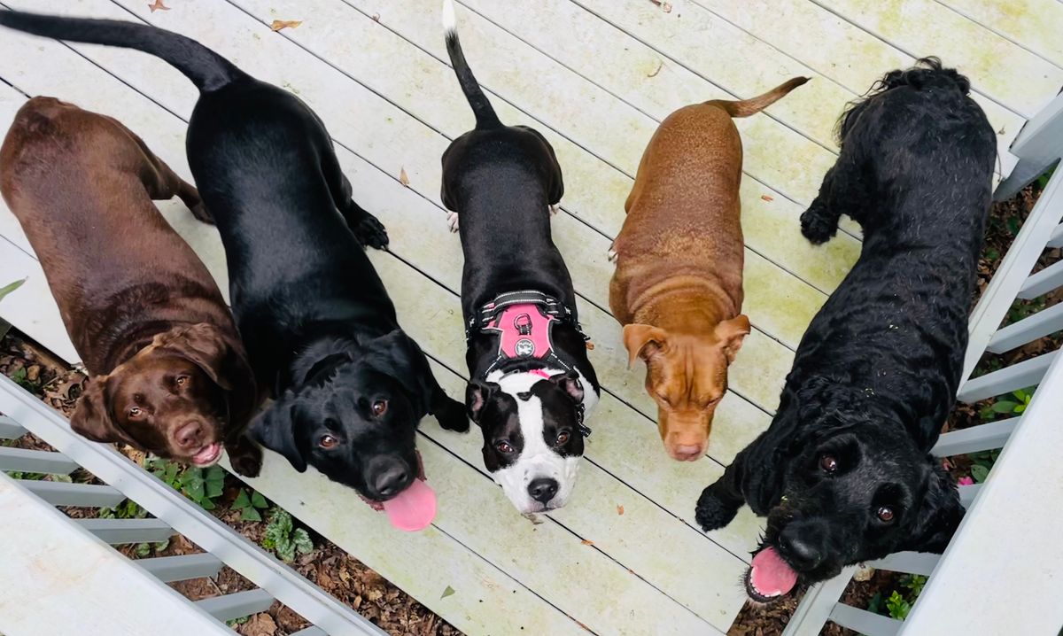 PitBull Awareness Month