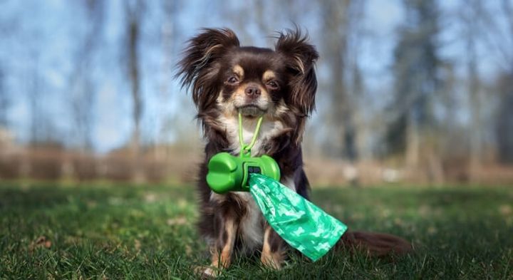 Decoding dog poop: understanding your dog's health through their waste